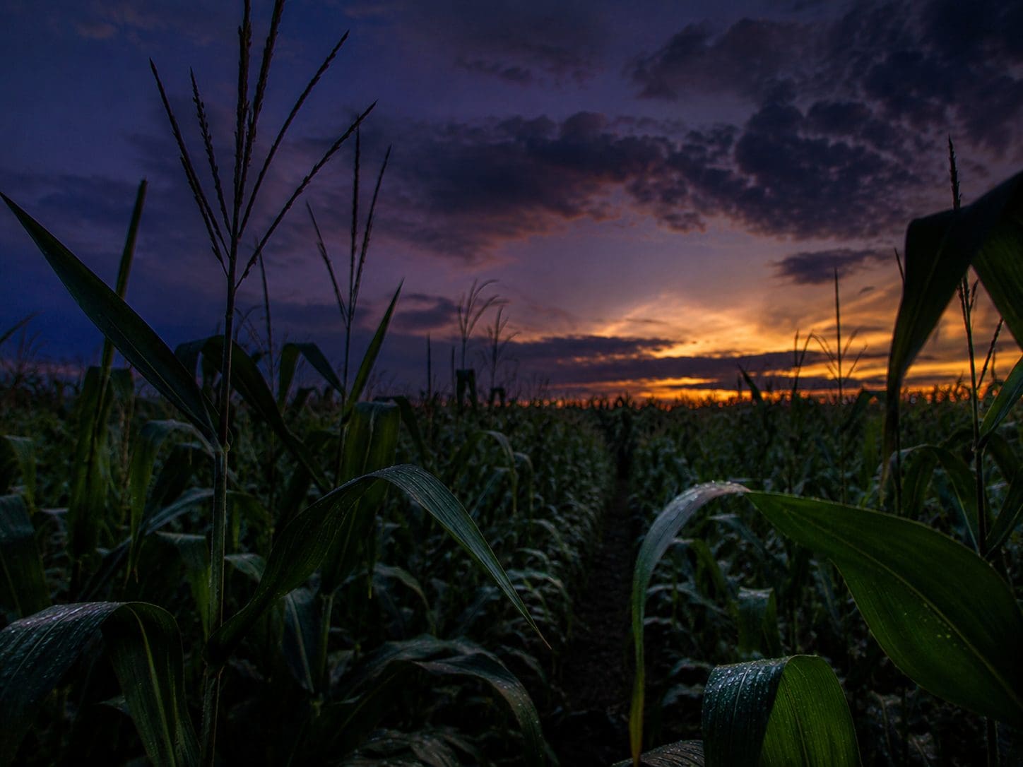 Lavoura de milho ao entardecer, condição de calor noturno